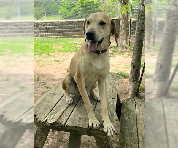 Medium Photo #4 Coonhound-Unknown Mix Puppy For Sale in Mountain View, AR, USA