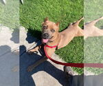 Small #2 Mutt