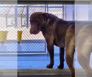 Mutt Dogs for adoption in Temple, TX, USA