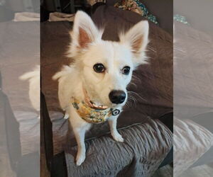 Pomimo Dogs for adoption in Princeton, MN, USA