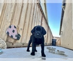 Small Photo #6 Labrador Retriever Puppy For Sale in TRACY, CA, USA