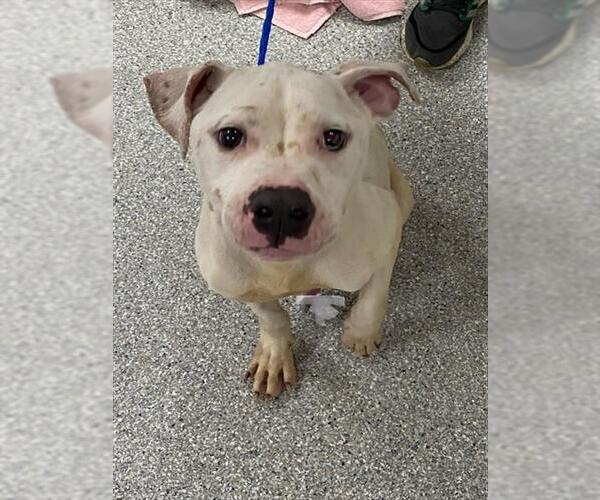 Medium Photo #1 American Pit Bull Terrier Puppy For Sale in Pasadena, TX, USA