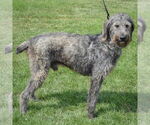 Small #2 Irish Wolfhound Mix