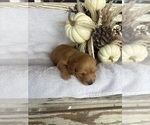 Small #3 Dachshund
