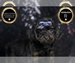 Small Photo #7 YorkiePoo Puppy For Sale in WARSAW, IN, USA