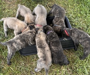 Mastiff Litter for sale in COEBURN, VA, USA