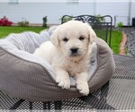 Small #4 Golden Retriever