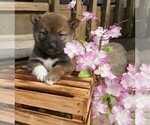 Small Photo #2 Shiba Inu Puppy For Sale in THREE RIVERS, MI, USA