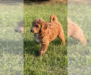 Goldendoodle-Poodle (Standard) Mix Puppy for sale in PATRIOT, OH, USA