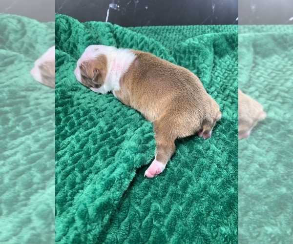 Medium Photo #63 Boston Terrier Puppy For Sale in TULARE, CA, USA