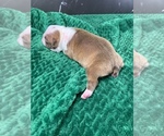 Small Photo #63 Boston Terrier Puppy For Sale in TULARE, CA, USA