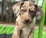 Puppy Puppy 2 Catahoula Leopard Dog
