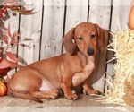 Small Photo #3 Dachshund Puppy For Sale in MOUNT VERNON, OH, USA