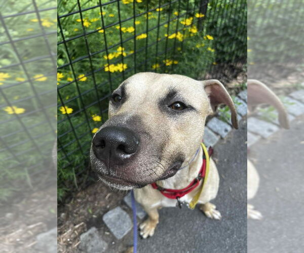 Medium Photo #10 Mutt Puppy For Sale in Caldwell, NJ, USA