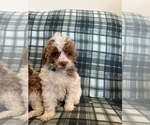 Small Photo #2 Poodle (Miniature) Puppy For Sale in FREDERICK, MD, USA