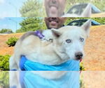 Small #6 Siberian Husky