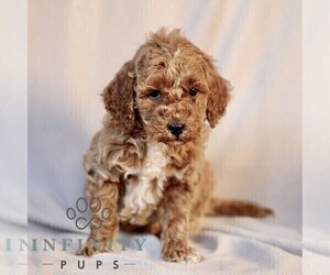 Goldendoodle (Miniature) Puppy for sale in LEOLA, PA, USA