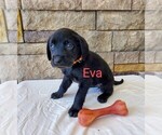 Puppy Eva AKC ENG Labrador Retriever