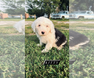 Old English Sheepdog Puppy for sale in SPRINGFIELD, IL, USA