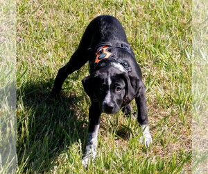 Australian Shepherd-Unknown Mix Dogs for adoption in Blairsville, GA, USA