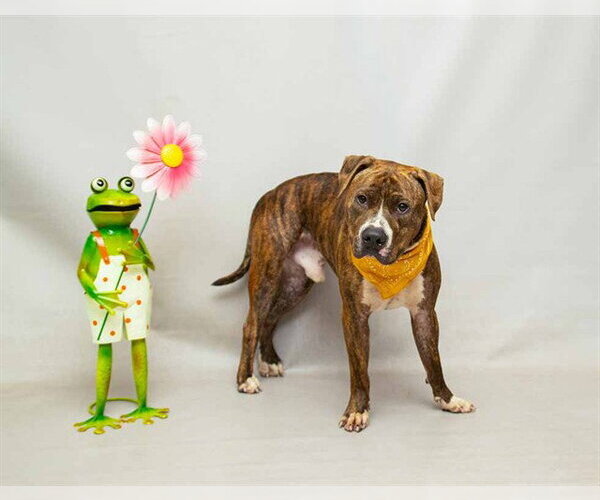 Medium Photo #1 Staffordshire Bull Terrier Puppy For Sale in Sanford, FL, USA