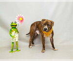 Small Staffordshire Bull Terrier