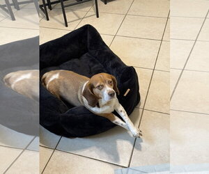 COURTESY POST: Royce - Male Beagle Dog for Adoption - Photo #2