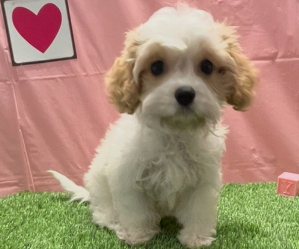 Medium Photo #5 Cavachon Puppy For Sale in STUART, FL, USA