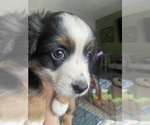 Small Photo #3 Miniature American Shepherd Puppy For Sale in PERRY, IA, USA
