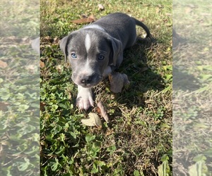 American Pit Bull Terrier Puppy for sale in WEST SALEM, IL, USA