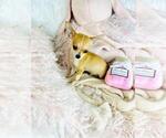 Small Photo #9 Chihuahua Puppy For Sale in PEMBROKE PINES, FL, USA