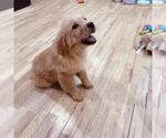 Small #7 Golden Retriever