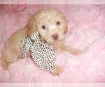 Small #5 Poodle (Toy)