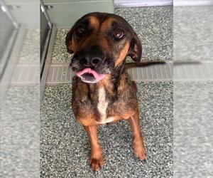 Treeing Walker Coonhound-Unknown Mix Dogs for adoption in Salisbury, NC, USA