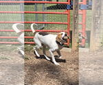 Small #13 Mutt