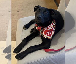 Labrador Retriever-Unknown Mix Dogs for adoption in Mount Laurel, NJ, USA