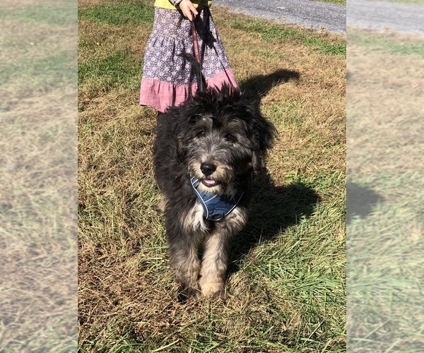 Medium Photo #1 Bernedoodle Puppy For Sale in AUGUSTA, WV, USA