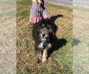 Bernedoodle Puppy for sale in AUGUSTA, WV, USA