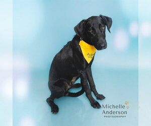 Labbe Dogs for adoption in Corona, CA, USA