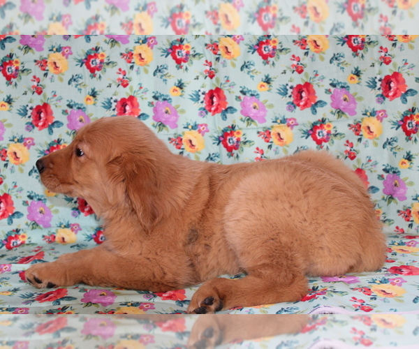 Medium Photo #8 Golden Retriever Puppy For Sale in BLOOMINGTON, IN, USA