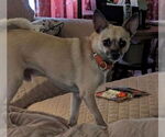 Small Chihuahua Mix