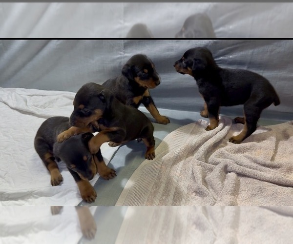 Medium Photo #8 Doberman Pinscher Puppy For Sale in NEWTON, NC, USA