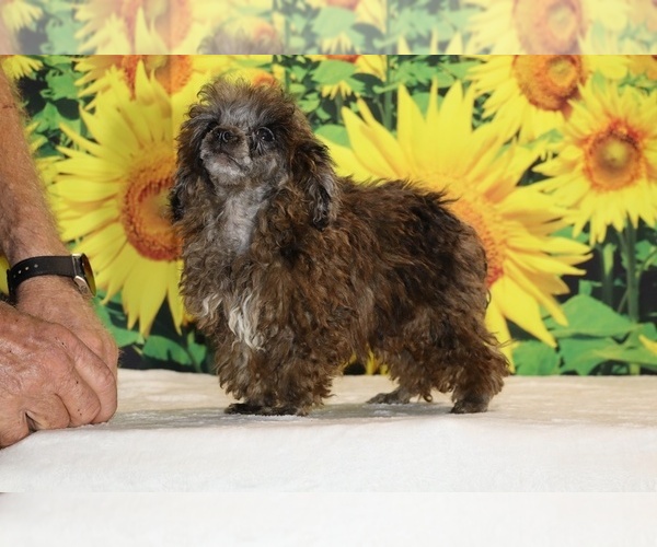 Medium Photo #16 Poodle (Toy) Puppy For Sale in DYERSBURG, TN, USA