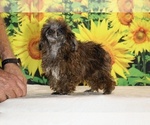 Spirit - Male Poodle (Toy) Puppy for Sale - Photo #16