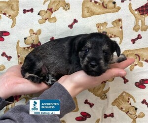 Schnauzer (Miniature) Puppy for sale in WINNSBORO, LA, USA