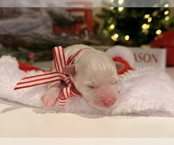 Medium Photo #5 Bichon Frise Puppy For Sale in AMERICAN FORK, UT, USA