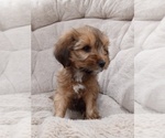 Puppy Anne Tibetan Terrier