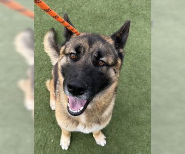 Medium Photo #1 German Shepherd Dog Puppy For Sale in Salinas, CA, USA