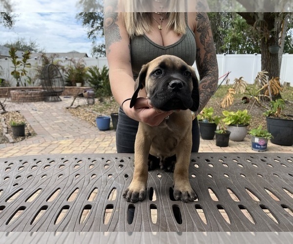 Medium Photo #36 Cane Corso Puppy For Sale in LAND O LAKES, FL, USA