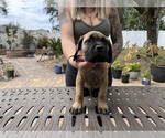 Small Photo #36 Cane Corso Puppy For Sale in LAND O LAKES, FL, USA